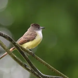 Costa Rica - 2/13/16

Rancho Naturalista