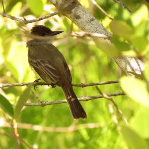 Myiarchus tuberculifer.   Celest?n Biosphere Reserve, Yucat?n, M?xico.