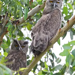 A pair of Dusky Eagle Owls (Bubo coromandus) from Haryana