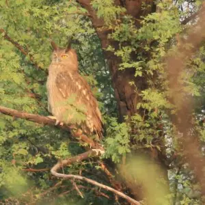 Dusky Eagle Owl at Keoladeo National Park, Bharatpur, Rajasthan, India