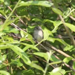 Dusky Flycatcher, Hungry Horse, MT, July 6, 2012
