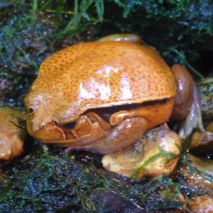 Sambava Tomato Frog