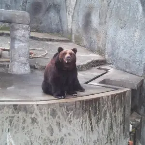 Ussuri brown bear - Facts, Diet, Habitat & Pictures on Animalia.bio