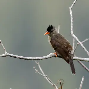 Adult Seychelles Bulbul - Hypsipetes crassirostris - perched on a branch. Picture taken from behind the bird.