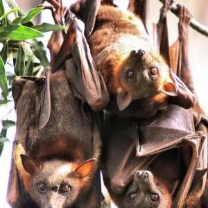 Little Red Flying Fox photo