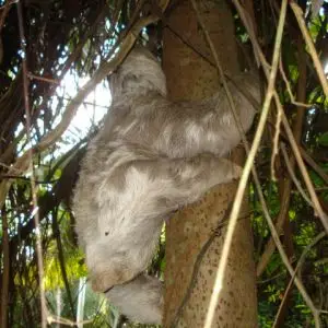 Pale-Throated Three-Toed Sloth photo