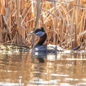 early morning at Lac Du Bois...Red Necked Grebe (Podiceps grisegena) in brteeding plu,mage (malea0...