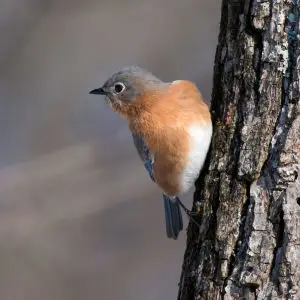 Eastern Blue Bird