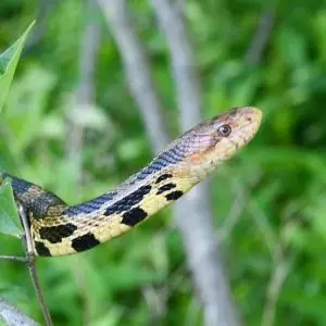 Eastern Fox Snake