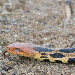 Eastern Fox Snake (Phantherophis gloydi)