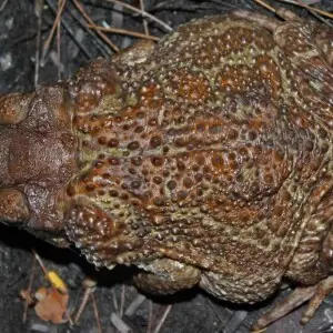 Peltophryne peltocephala факти, дієта, ареал і фотографії на Animalia.bio