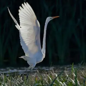Eastern Great Egret
