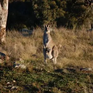 Eastern grey kangaroo and her joey