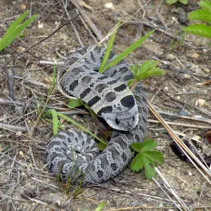 Eastern Hognose Snake (Heterodon platirhinos), Monague, MA