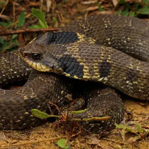 Eastern Hognose Snake (Heterodon platyrhinos)