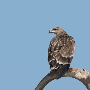 Juvenile bird at Jorbeer Vulture Conservation, Bikaner, Rajasthan