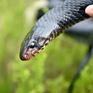 Eastern Indigo Snake Release