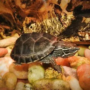 Common Musk Turtle - Facts, Diet, Habitat & Pictures on Animalia.bio