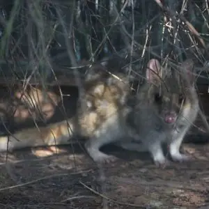 Eastern quoll at Kyabram Fauna Reserve