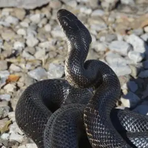 Eastern Rat Snake (Pantherophis alleghaniensis)