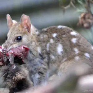 eastern spotted quoll
