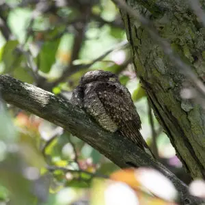 eastern whip-poor-will - green-wood cemetery