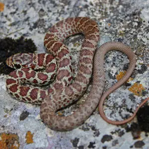 Eastern Racer - Facts, Diet, Habitat & Pictures On Animalia.bio