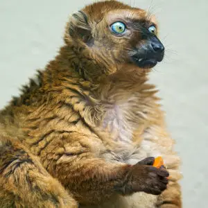 Eating female Sclaters lemur