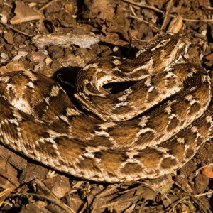 Indian Saw-Scaled Viper photo