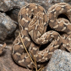 Indian Saw-Scaled Viper photo