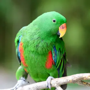 Eclectus Parrot Male