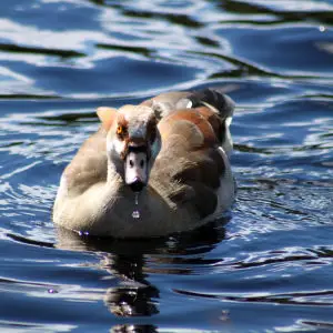 Egyptian goose and water droplet