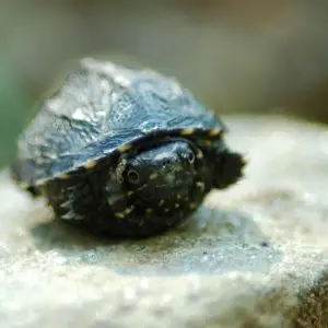 Common Musk Turtle - Facts, Diet, Habitat & Pictures on Animalia.bio