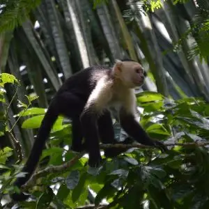 Panamanian White-Faced Capuchin photo