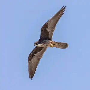 Eleonora's falcon (Falco eleonorae) in flight; cliffs near Episkopi, Limassol, Cyprus. Image 3 of 3