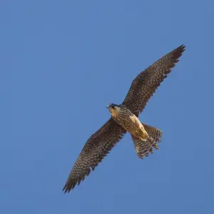 light morph juvenil, wild Eleonora's Falcon at Cap Formentor on Mallorca, Spain Europe