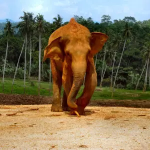 ELEPHANTS OF SRI LANKA. 1