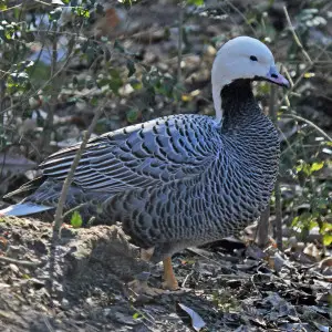 Emperor Goose photo