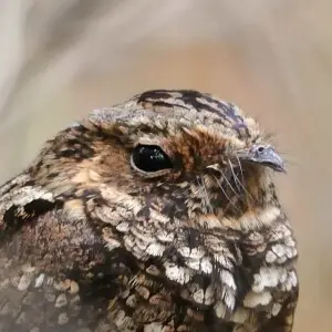 Most (65&#160;%) of the predicted nightjar habitat was found within the region encompassed by the municipalities of Gu?nica, Sabana Grande, Yauco, Guayanilla, Pe?uelas and Ponce. This region has been known for some time as encompassing the best habitats f