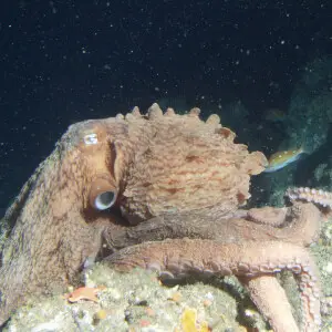 A Pacific Giant Octopus (Enteroctopus dolfeini) was observed off Point Pi?os, California, in August 2004 at a depth of 65 meters during sanctuary sea floor monitoring surveys using the Delta submersible.
