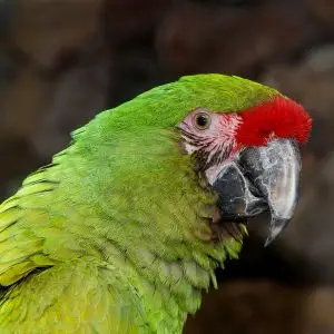 Military Macaw photo