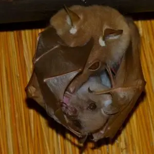 Epauletted Fruit Bat (Epomophorus wahlbergi or crypturus)