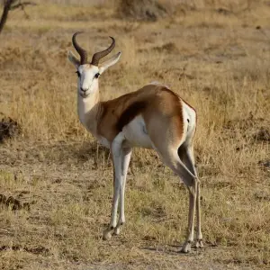 Springbok - Facts, Diet, Habitat & Pictures on 