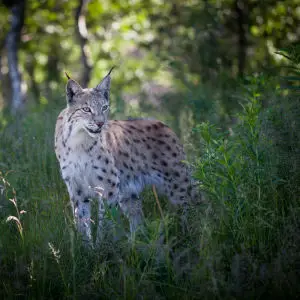 Eurasian Lynx in summer coat