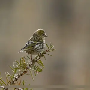 Eurasian Siskin (Spinus spinus) captured at Borit, Gojal, Gilgit-Baltistan, Pakistan with Canon EOS 7D Mark II