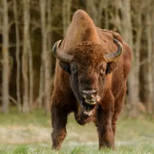 European Bison seen in Bialowieza