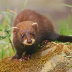 European Polecat photo
