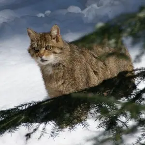 Wildcat photo