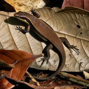 Eutropis rudis факти, дієта, ареал і фотографії на Animalia.bio