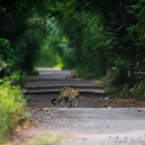 Javan Leopard